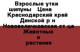Взрослые утки - шипуны › Цена ­ 400 - Краснодарский край, Динской р-н, Нововеличковская ст-ца Животные и растения » Птицы   